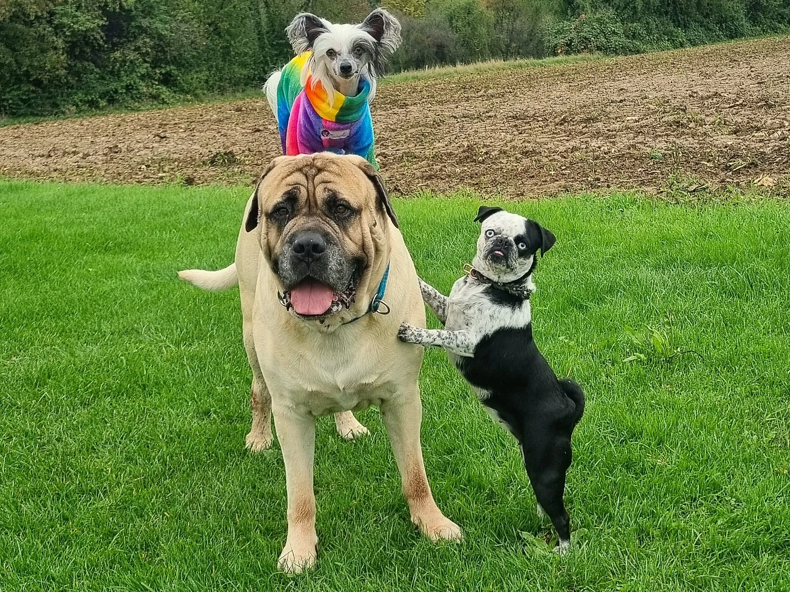Hunde beim freien Spiel auf dem Gelände der Hundeschule PfotenCamp