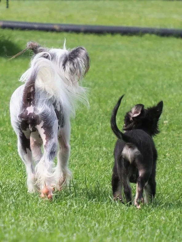Zwei kleine Hunde begegnen sich auf der Wiese: ein Chinese Crested mit langem weißem Haar und ein kleiner schwarzer Hund mit aufgestellter Rute