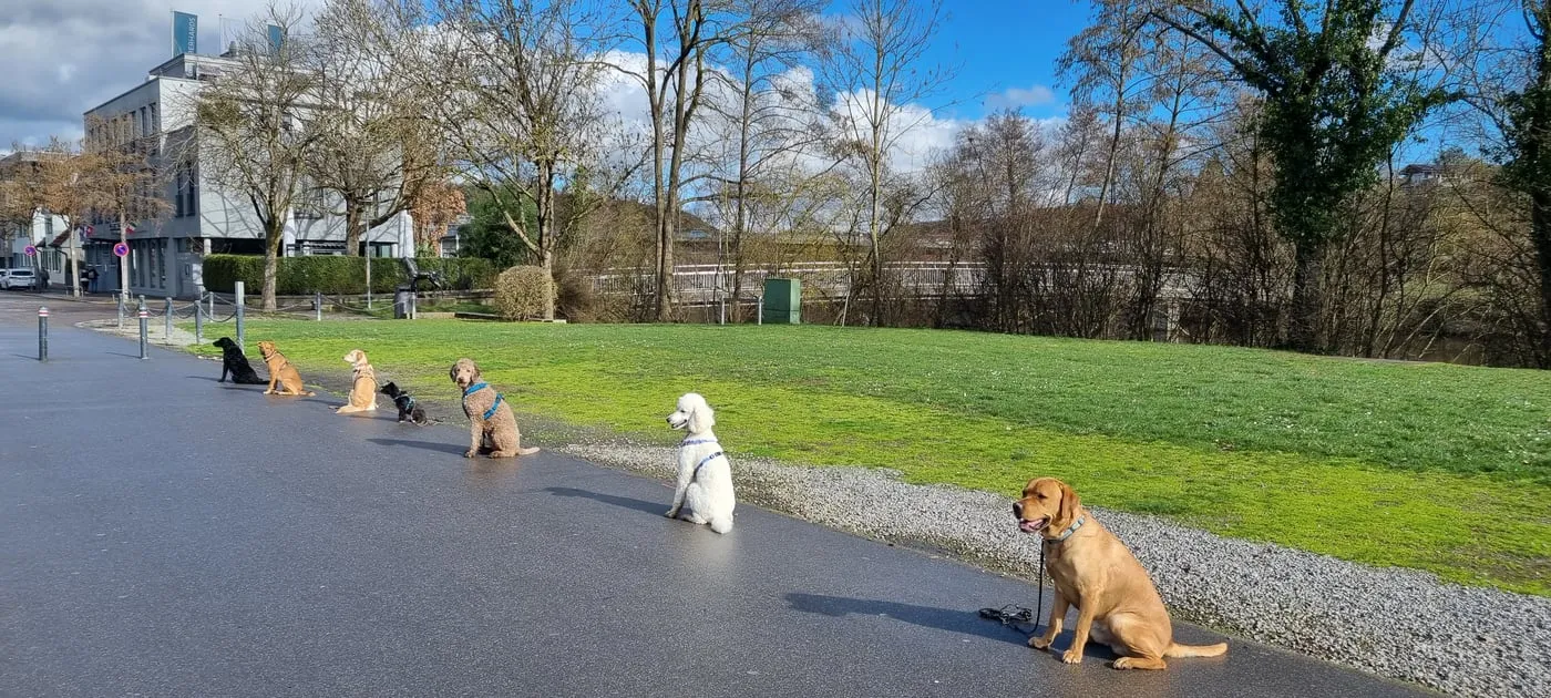 Mehrere Hunde sitzen mit großem Abstand in einer Reihe auf einem asphaltierten Weg neben einer Wiese, im Hintergrund Stadtgebäude und eine Brücke