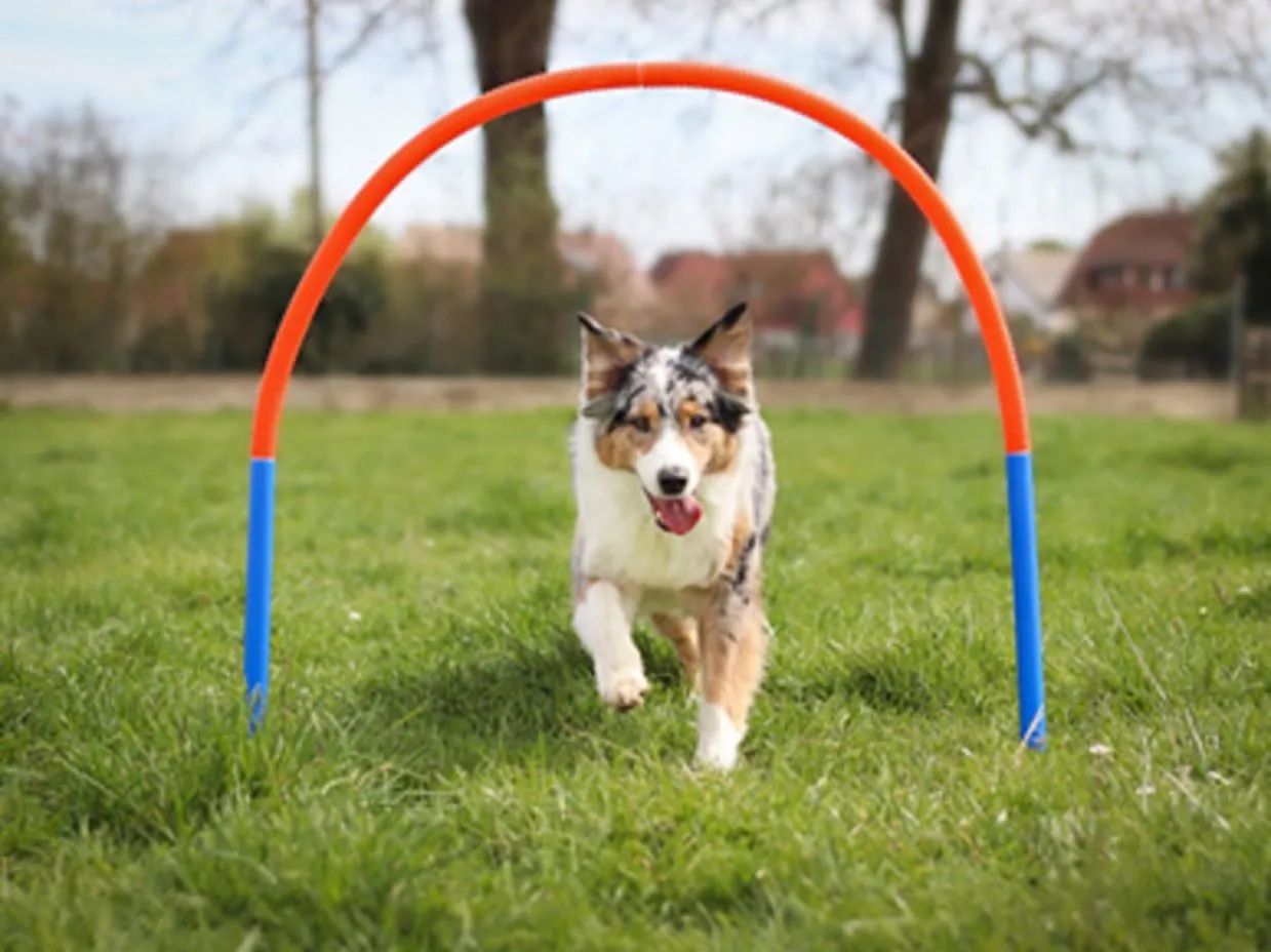 Australian Shepherd läuft auf einer Wiese durch einen orange-blauen Hoopers-Bogen