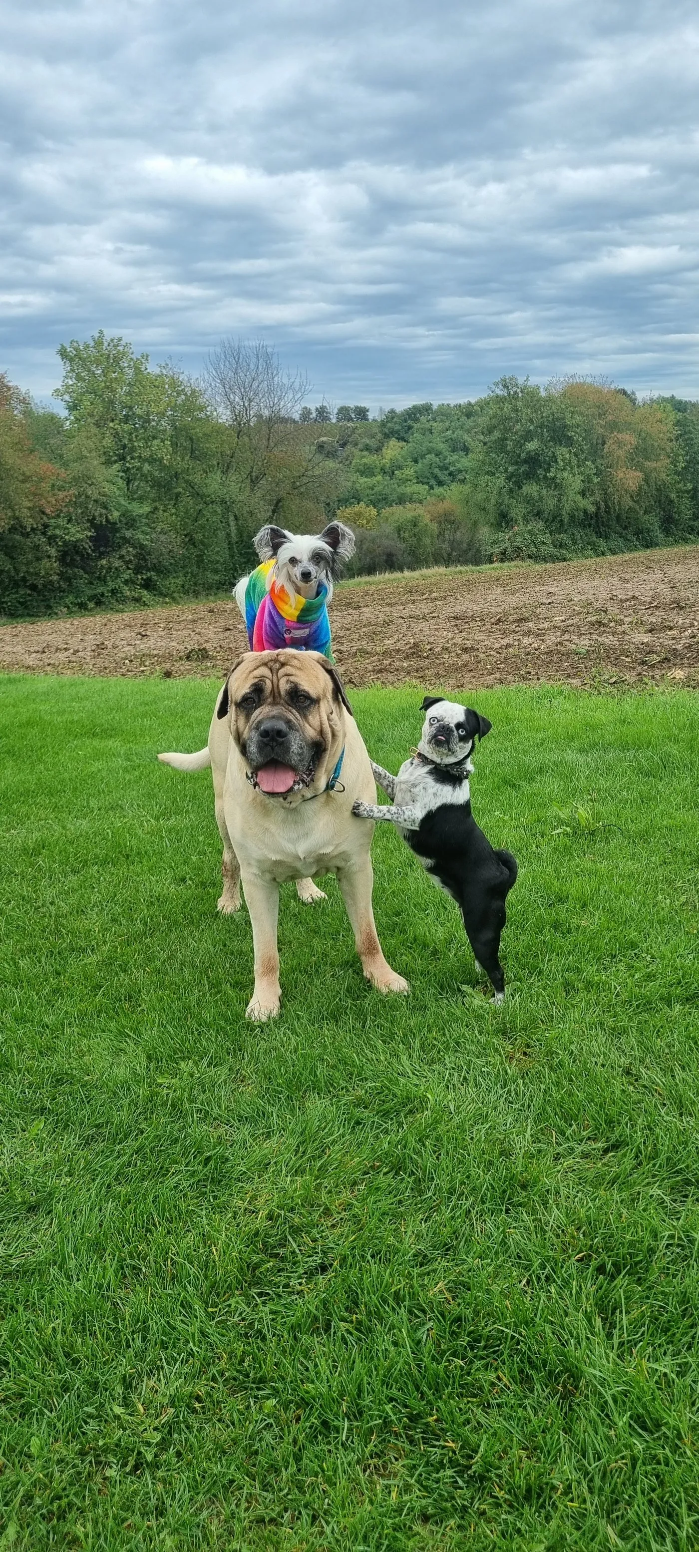 Angies Molosser-Rudel auf der Wiese: ein heller Mastiff, ein Chinese Crested und ein Panda-Mops