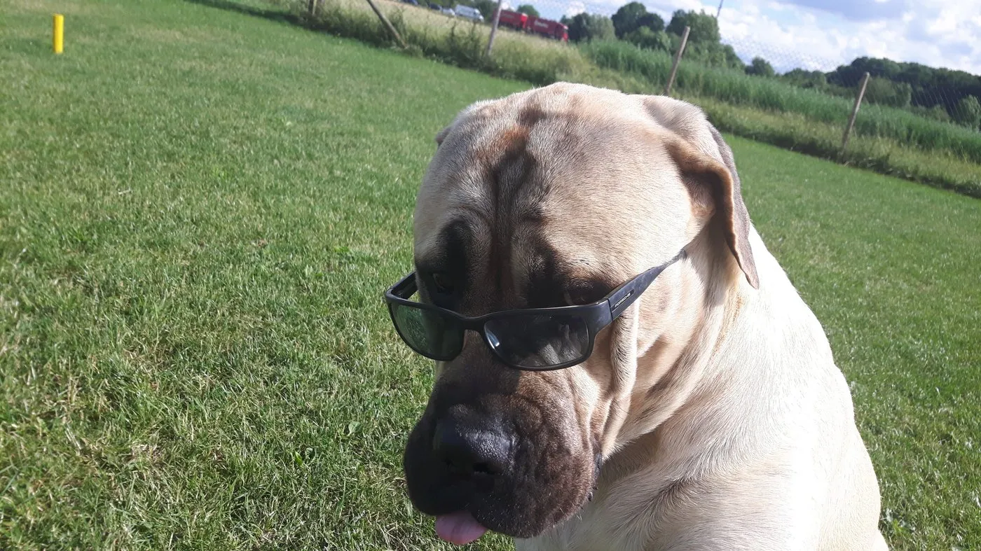 Heller Mastiff mit Sonnenbrille liegt entspannt auf der Wiese des Clubgeländes