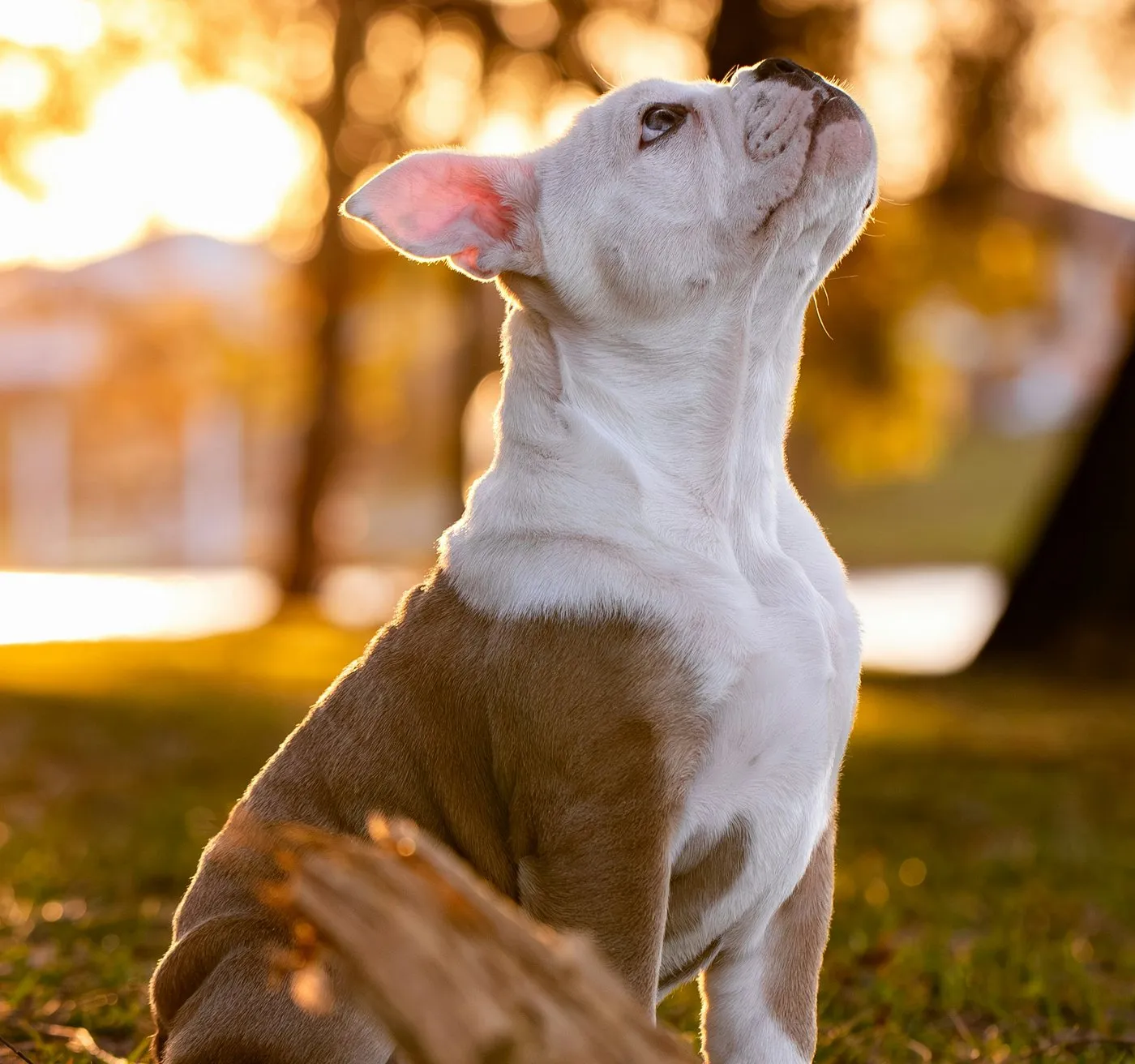 Heller Bulldoggen-Welpe sitzt im Gegenlicht der Abendsonne auf der Wiese und schaut aufmerksam nach oben