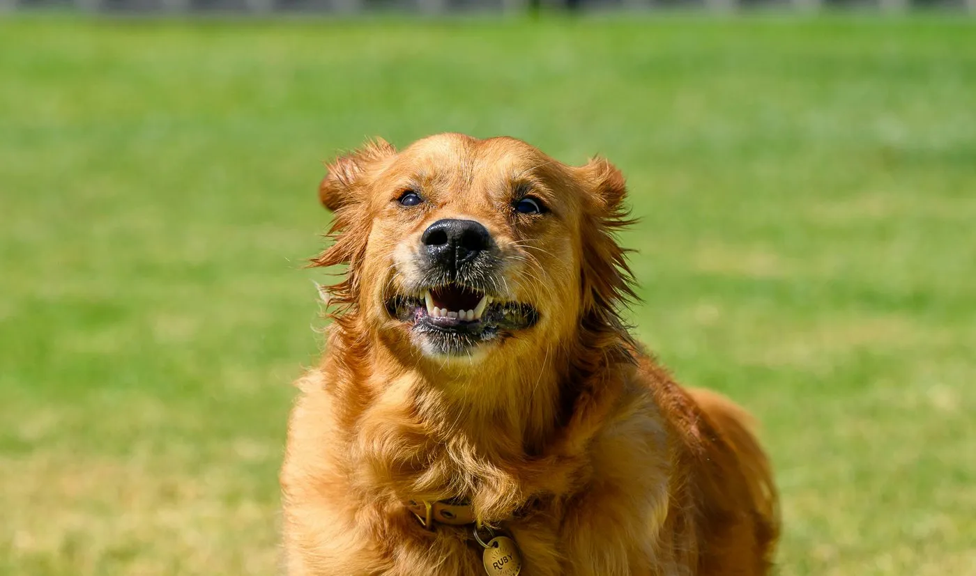 Junger rotbrauner Hund mit Halsband und Namensschild sitzt aufmerksam auf der grünen Wiese des Hundeplatzes